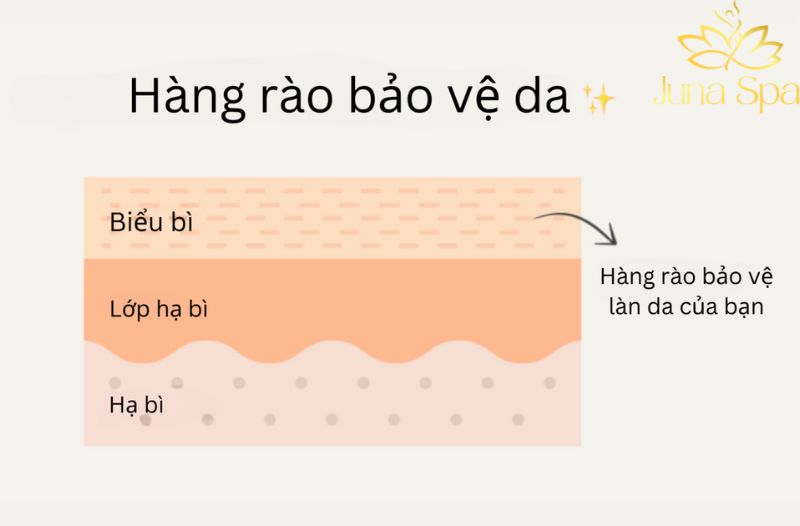 Hàng rào da là gì và vì sao lại quan trọng với làn da